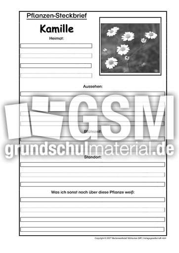 Pflanzensteckbrief-Kamille-SW.pdf